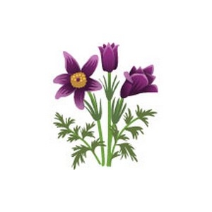 Pasque Flower